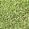 Empire Zoysia